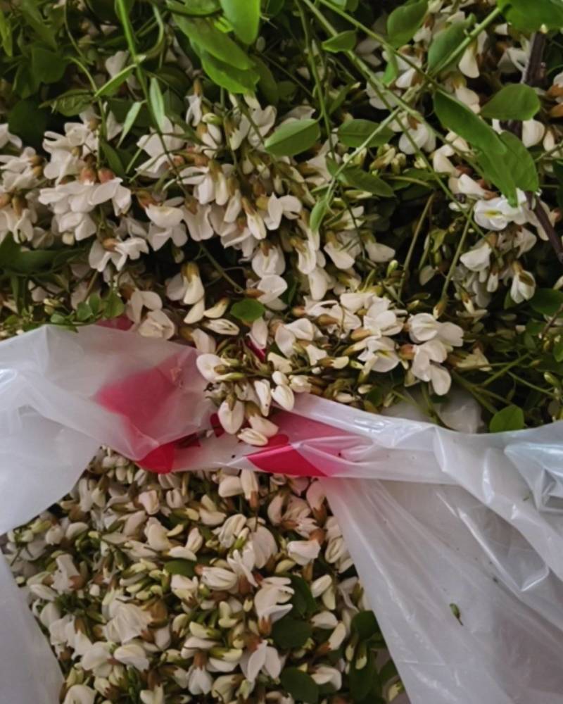 槐花