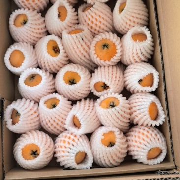 永善码口枇杷