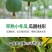 冬瓜秧苗穴盘苗发货根系发达易成活抗病害高产苗
