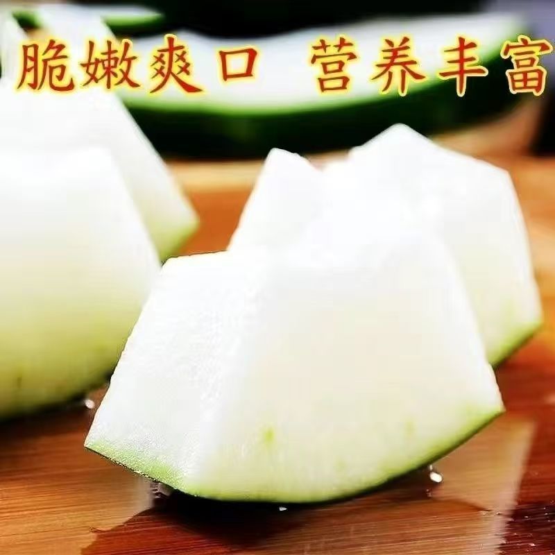 冬瓜秧苗穴盘苗发货根系发达易成活抗病害高产苗