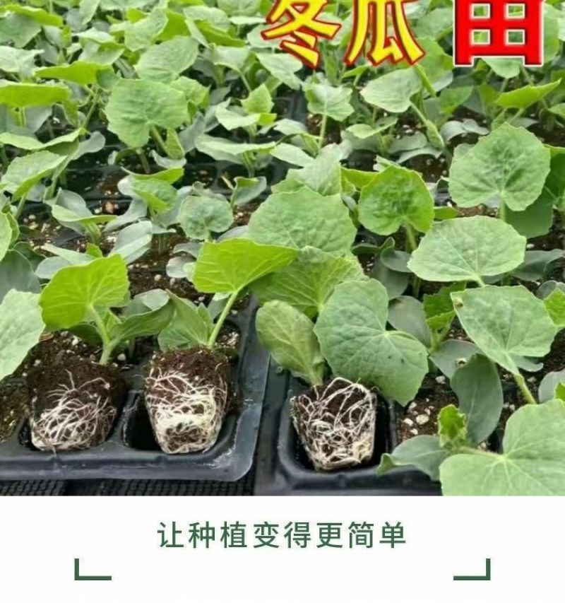冬瓜秧苗穴盘苗发货根系发达易成活抗病害高产苗