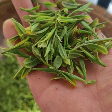 日照绿茶，北方绿茶，产地发货，批发零售
