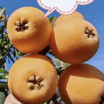 批把基地直购