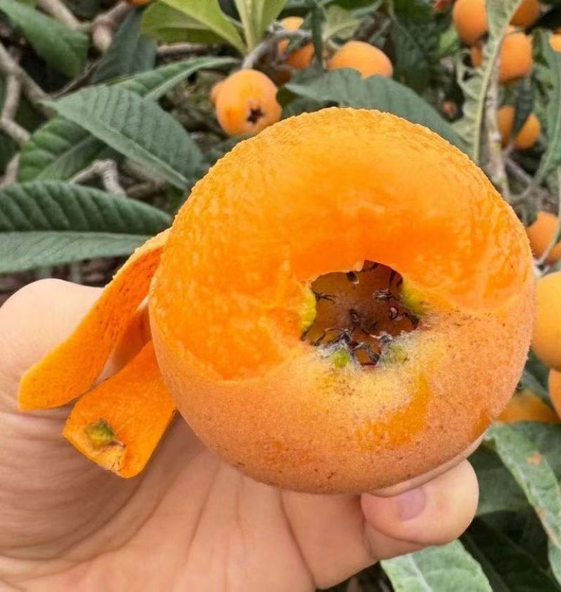 批把