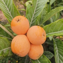 批把