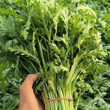 大棚精品茼蒿，需要可以咨询联系我排单收割