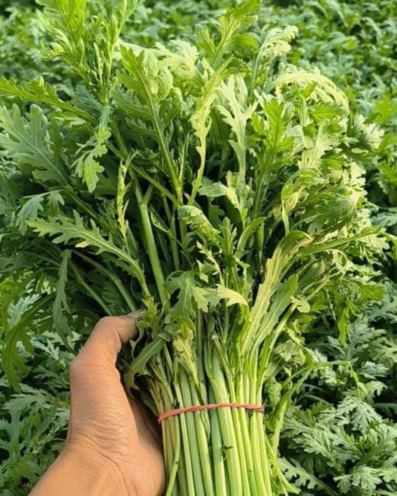 大棚精品茼蒿，需要可以咨询联系我排单收割
