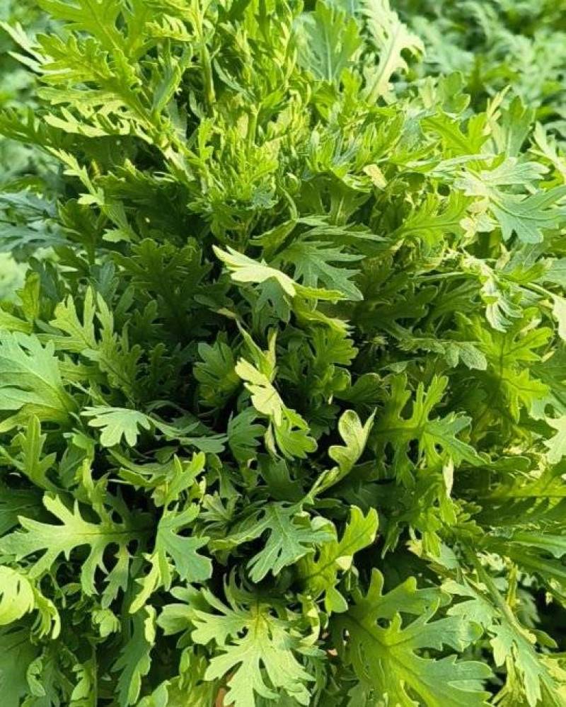 大棚精品茼蒿，需要可以咨询联系我排单收割