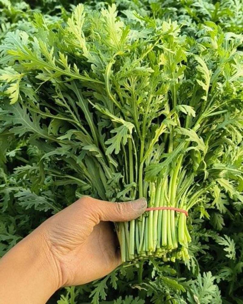大棚精品茼蒿，需要可以咨询联系我排单收割