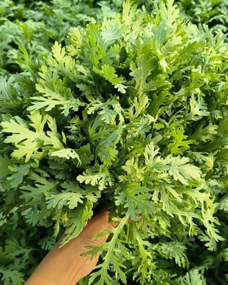 大棚精品茼蒿，需要可以咨询联系我排单收割