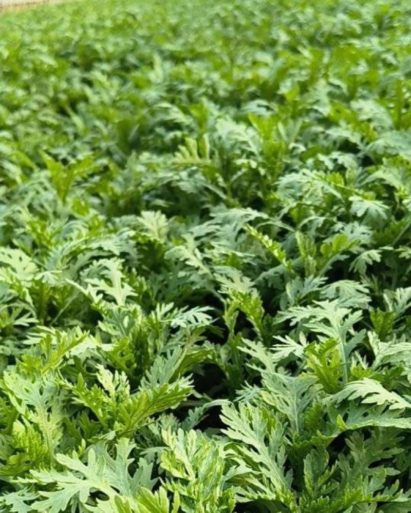 大棚精品茼蒿，需要可以咨询联系我排单收割