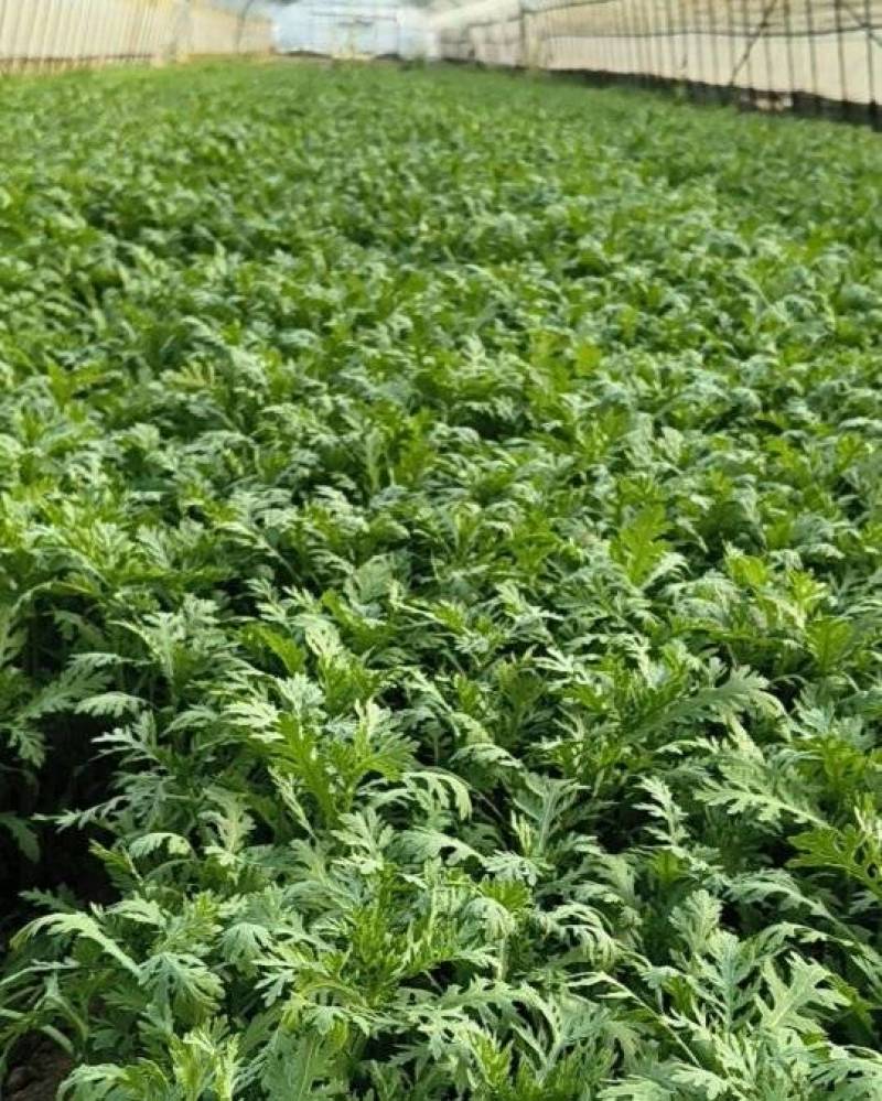 大棚精品茼蒿，需要可以咨询联系我排单收割