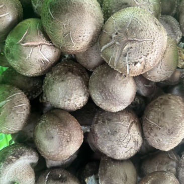 鲜香菇
