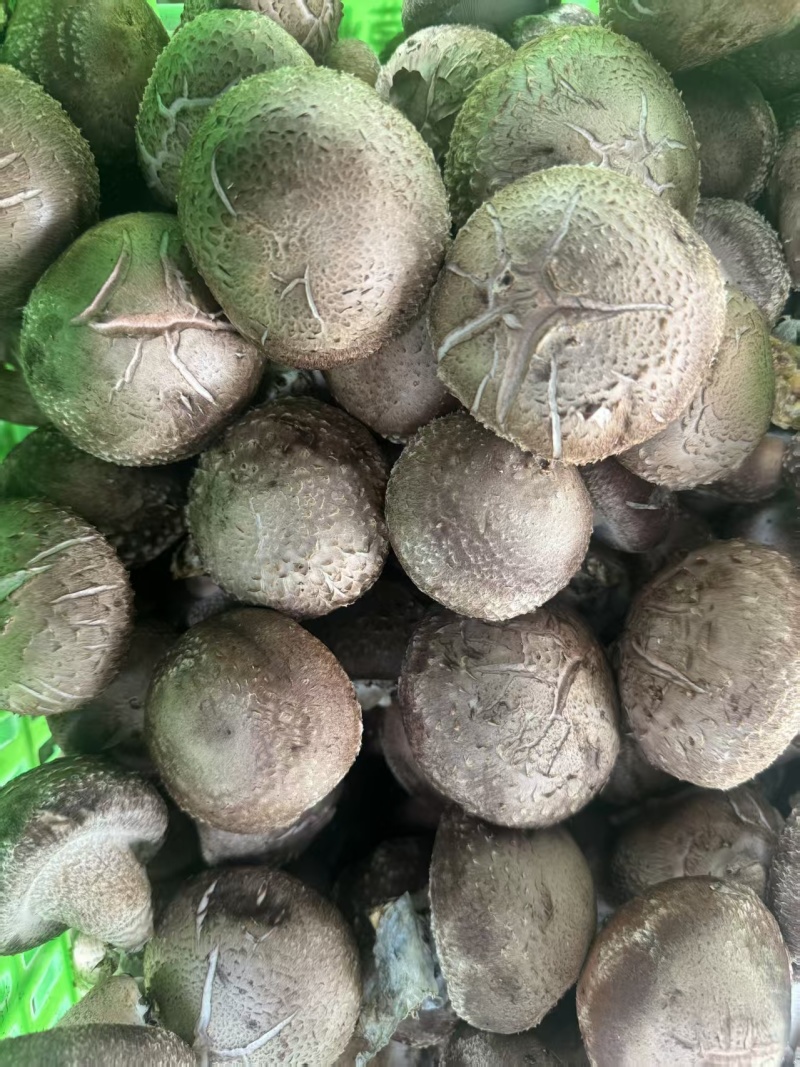 鲜香菇