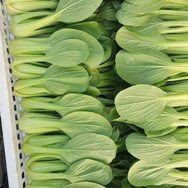 青菜