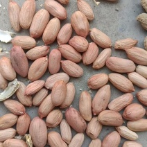 河南花生