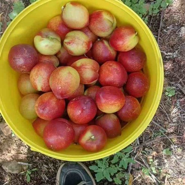 精品枣蜜桃大量上市