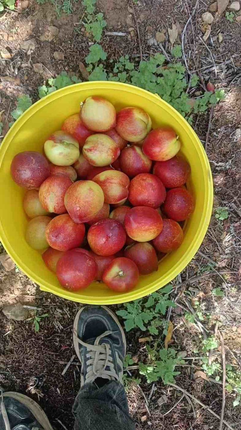 精品枣蜜桃大量上市