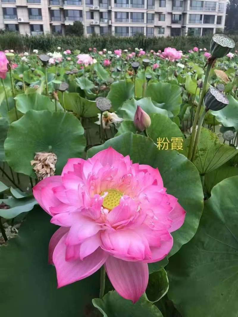 精品荷花苗重瓣大花工程绿化专用基地直供
