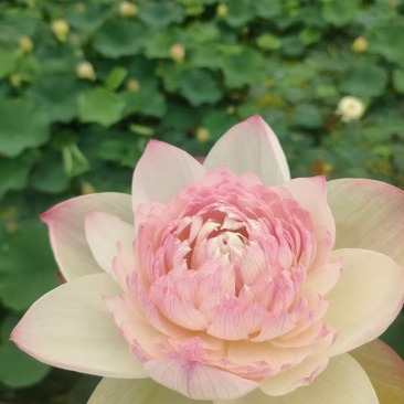 精品荷花苗重瓣大花工程绿化专用基地直供