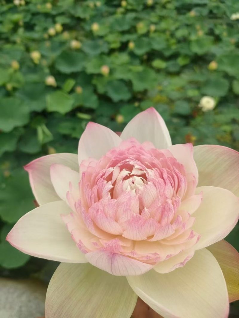 精品荷花苗重瓣大花工程绿化专用基地直供