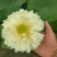精品荷花苗重瓣大花工程绿化专用基地直供