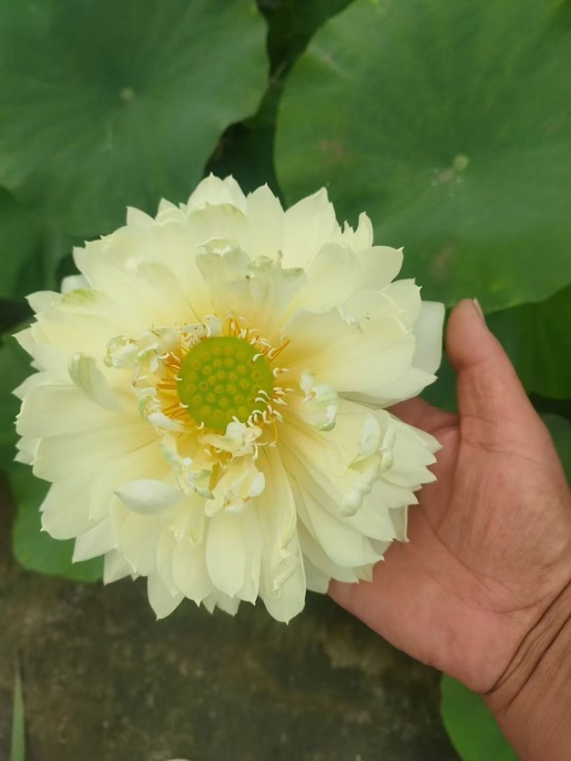 精品荷花苗重瓣大花工程绿化专用基地直供