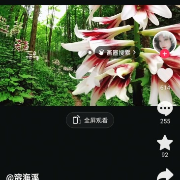 乔麦叶大百合