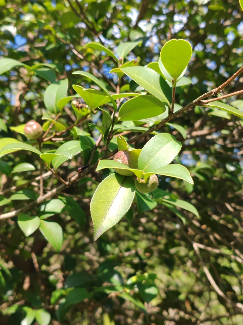 麻城市纯绿色茶油