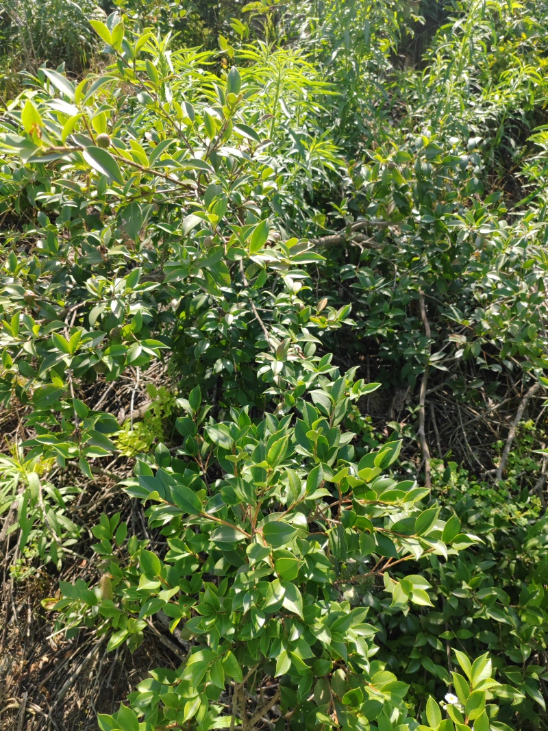 麻城市纯绿色茶油