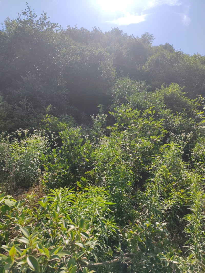 麻城市纯绿色茶油