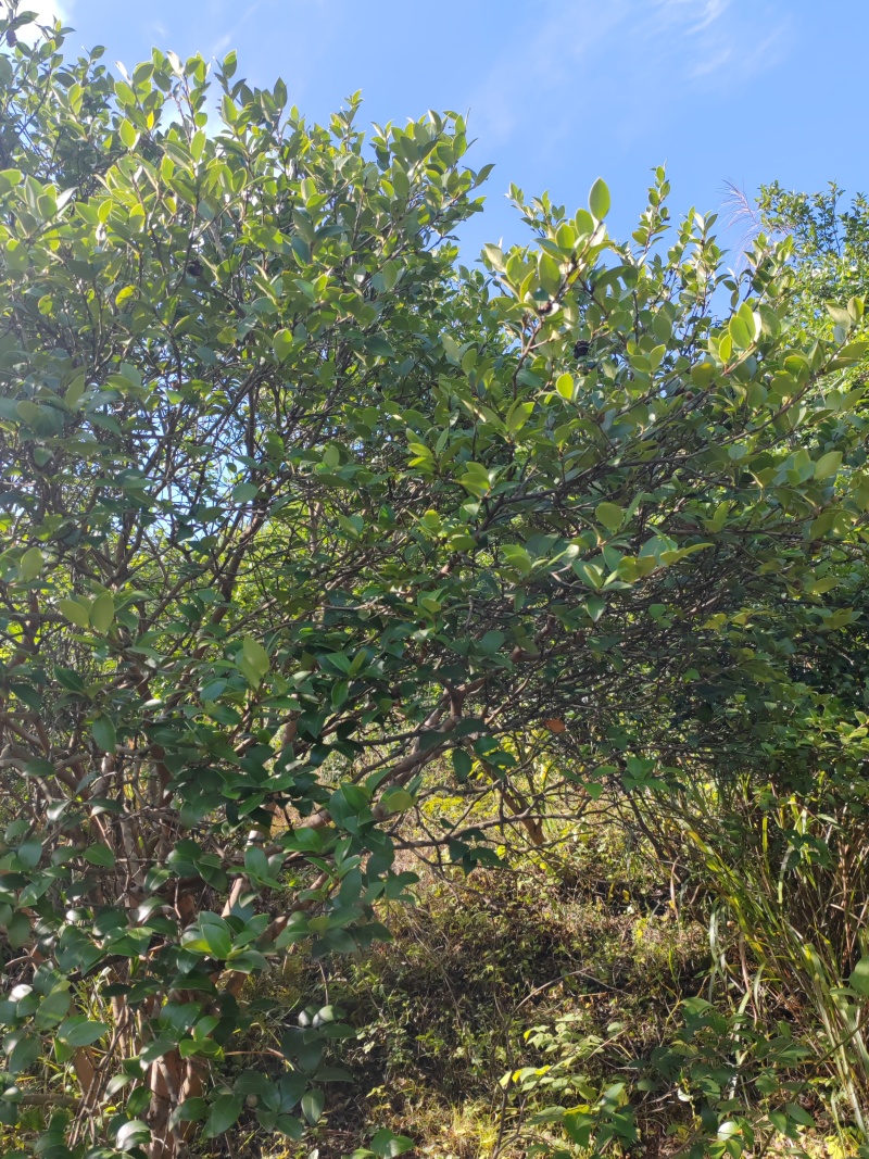麻城市纯绿色茶油
