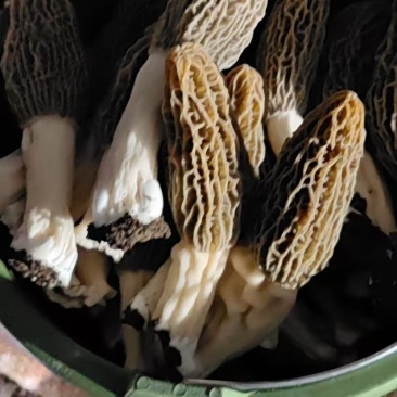 羊肚菌