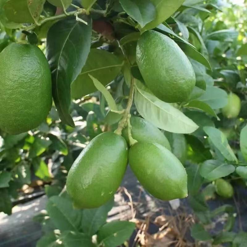 正品台湾香水柠檬，无籽柠檬（黑杯苗）