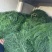 我想卖芦笋草