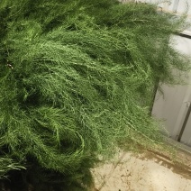 我想卖芦笋草