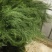 我想卖芦笋草