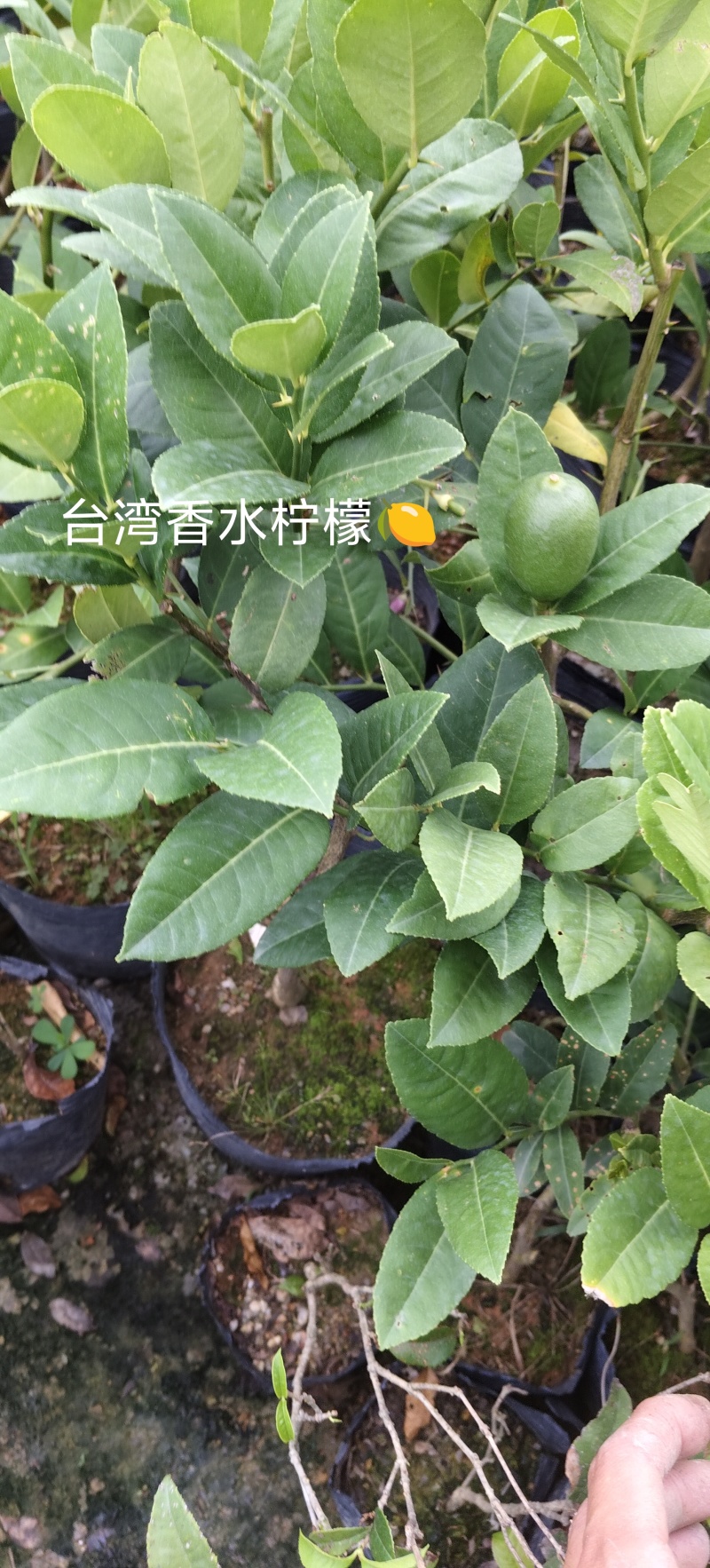 正品台湾香水柠檬，无籽柠檬（黑杯苗）
