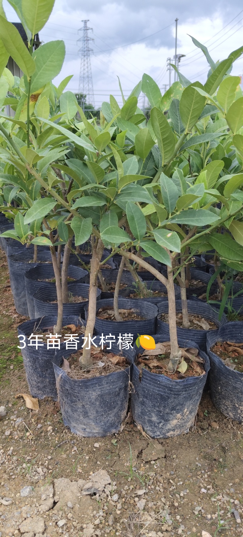 正品台湾香水柠檬，无籽柠檬（黑杯苗）