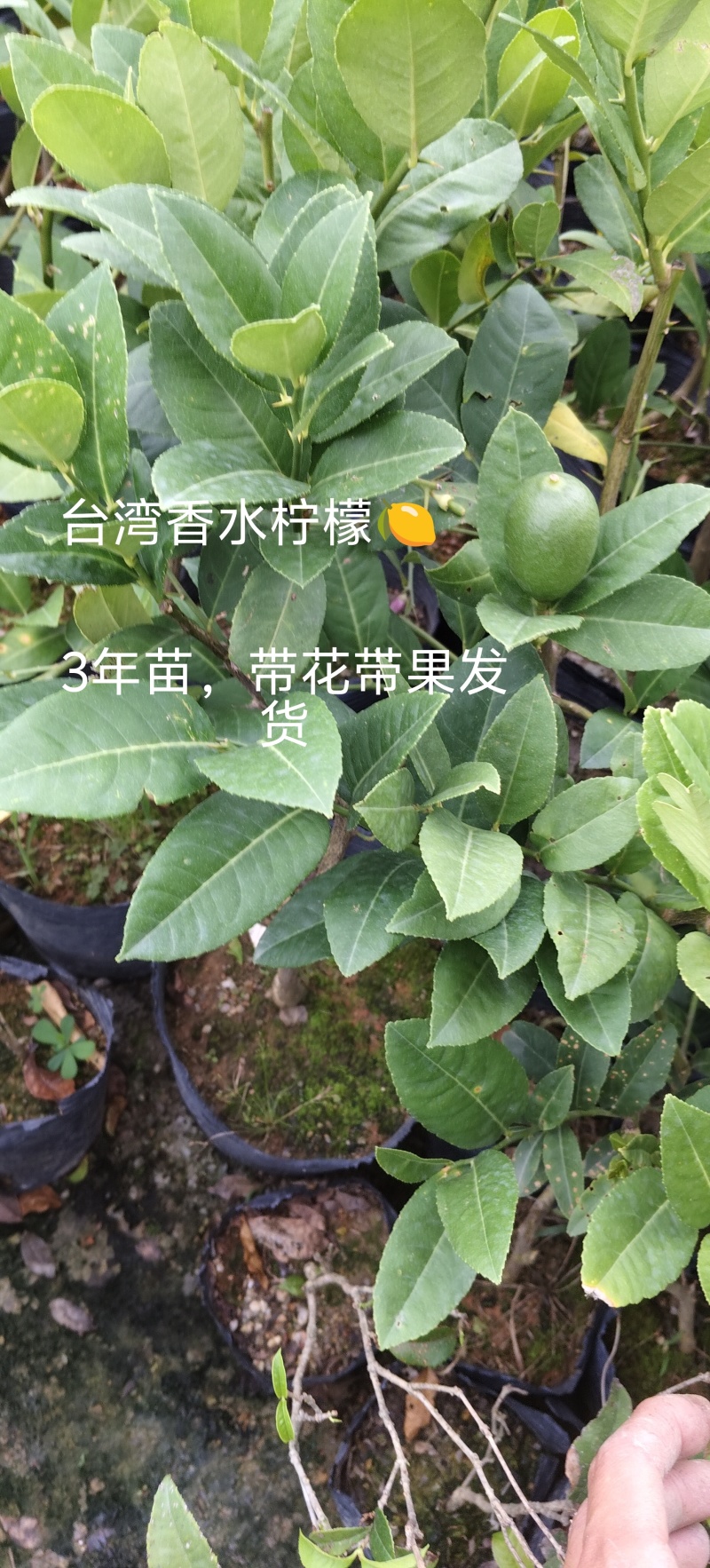 正品台湾香水柠檬，无籽柠檬（黑杯苗）