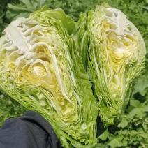 牛心甘蓝整车发货