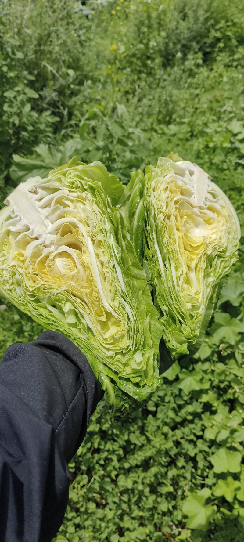 牛心甘蓝整车发货