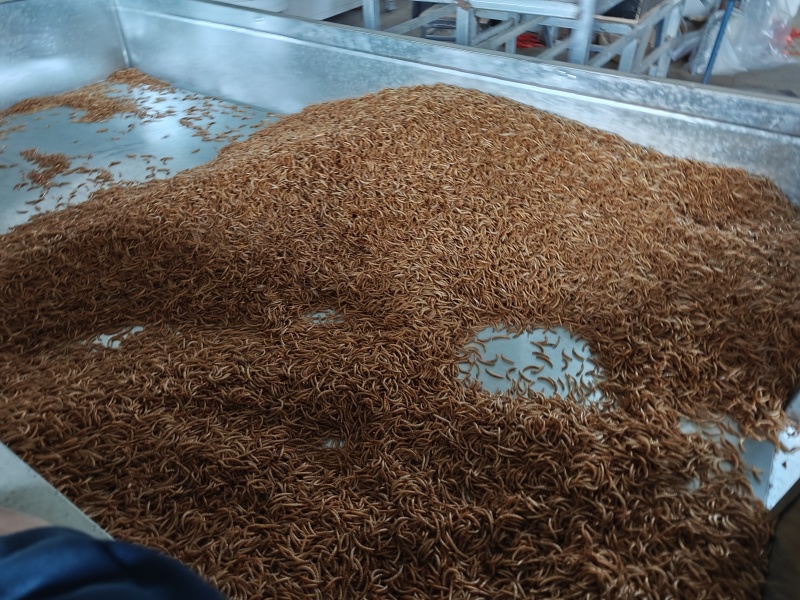 面包虫
