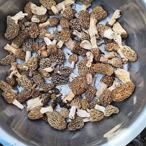 野生羊肚菌