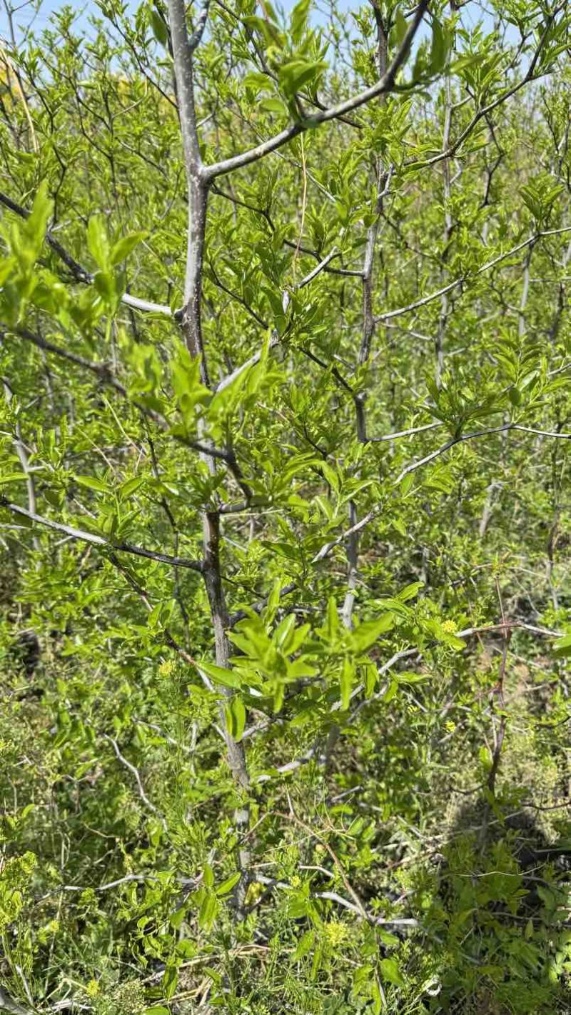 营养杯冬枣苗沾化冬枣大荔冬枣一代冬枣苗30杯成活率特别高