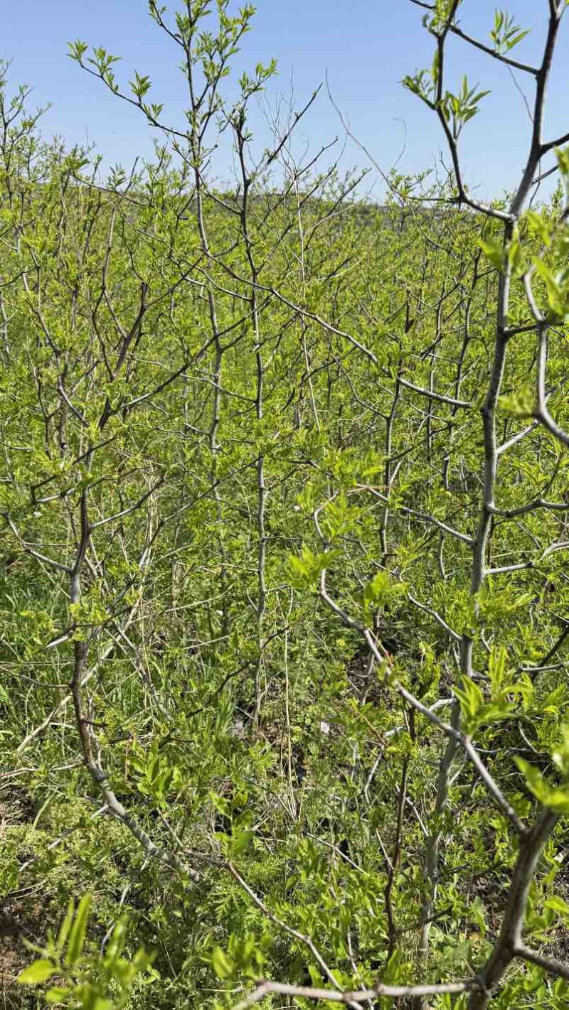 营养杯冬枣苗沾化冬枣大荔冬枣一代冬枣苗30杯成活率特别高