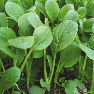 小白菜，自家种小白菜无农药10斤起售