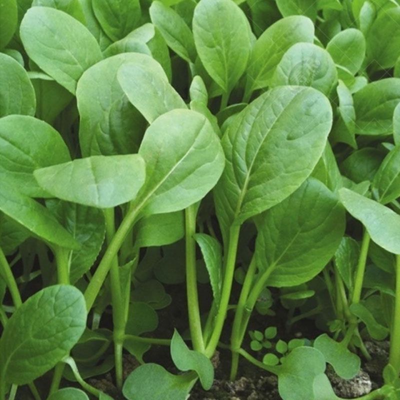 小白菜，自家种小白菜无农药10斤起售