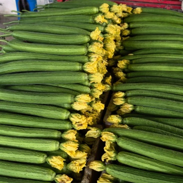 鲜花丝瓜，精品货