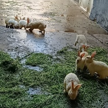 家养大兔子